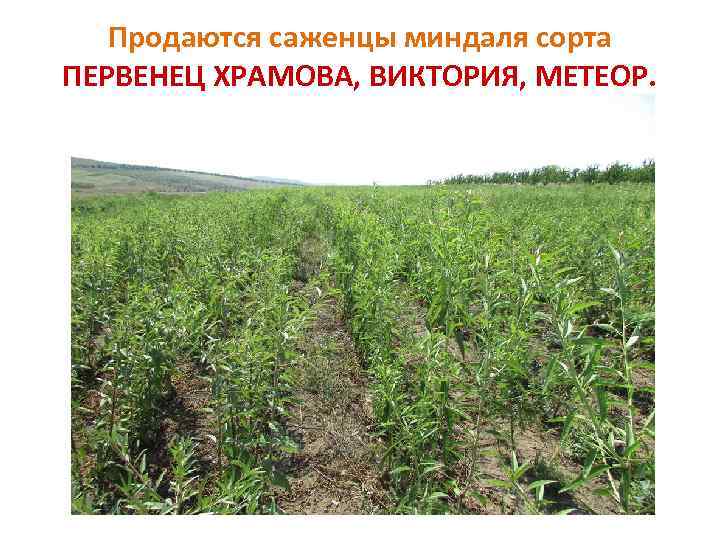Продаются саженцы миндаля сорта ПЕРВЕНЕЦ ХРАМОВА, ВИКТОРИЯ, МЕТЕОР. 