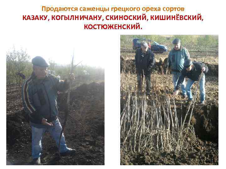 Продаются саженцы грецкого ореха сортов КАЗАКУ, КОГЫЛНИЧАНУ, СКИНОСКИЙ, КИШИНЁВСКИЙ, КОСТЮЖЕНСКИЙ. 
