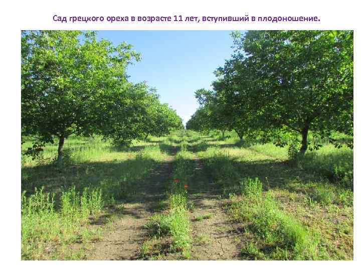 Сад грецкого ореха в возрасте 11 лет, вступивший в плодоношение. 