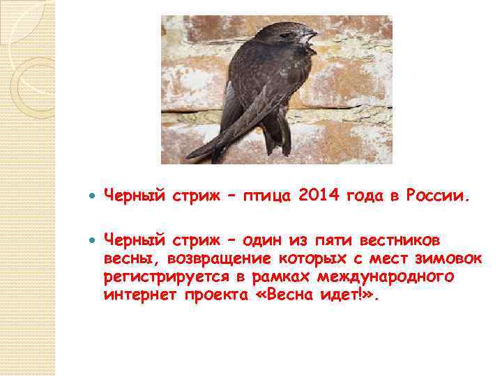  Черный стриж – птица 2014 года в России. Черный стриж – один из