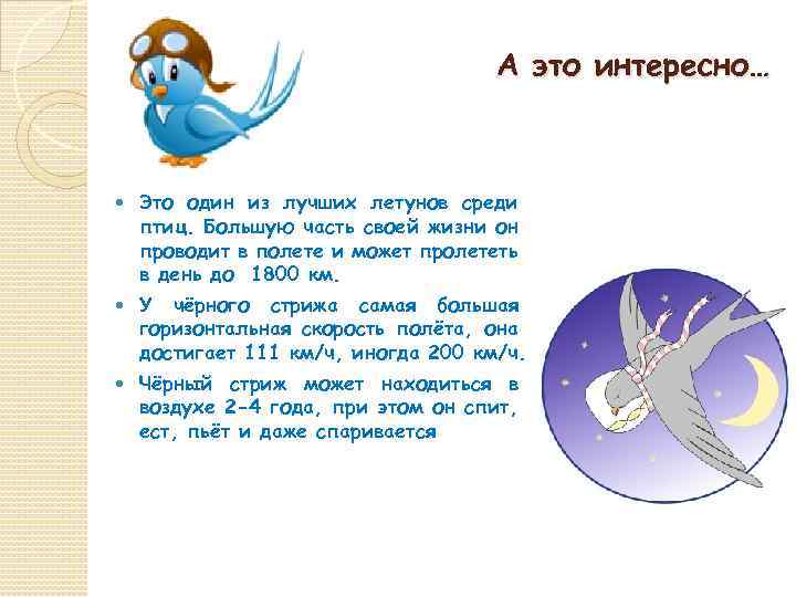А это интересно… Это один из лучших летунов среди птиц. Большую часть своей жизни