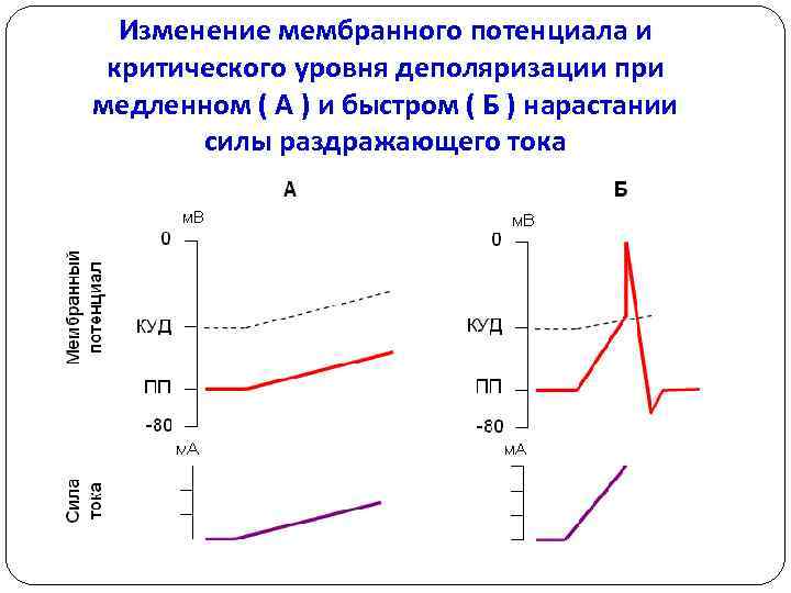 Изменение мембранного потенциала и критического уровня деполяризации при медленном ( А ) и быстром