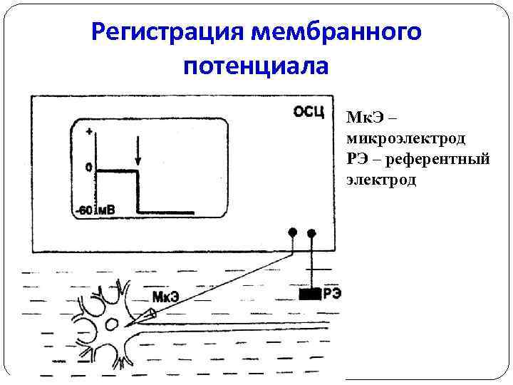 Регистрация мембранного потенциала Мк. Э – микроэлектрод РЭ – референтный электрод 