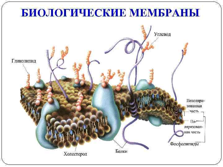 Медицинские аспекты физиологии возбудимых тканей презентация