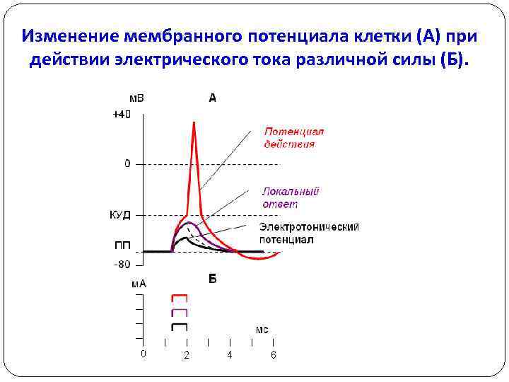 Изменение мембранного потенциала клетки (А) при действии электрического тока различной силы (Б). 