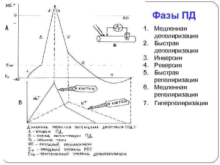 Фазы ПД 1. Медленная деполяризация 2. Быстрая деполяризация 3. Инверсия 4. Реверсия 5. Быстрая