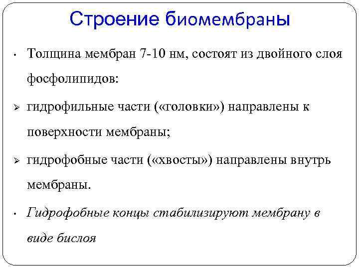 Строение биомембраны • Толщина мембран 7 -10 нм, состоят из двойного слоя фосфолипидов: гидрофильные