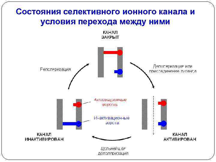 Состояния селективного ионного канала и условия перехода между ними 