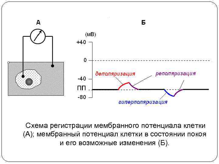 Схема с фиксированным потенциалом базы