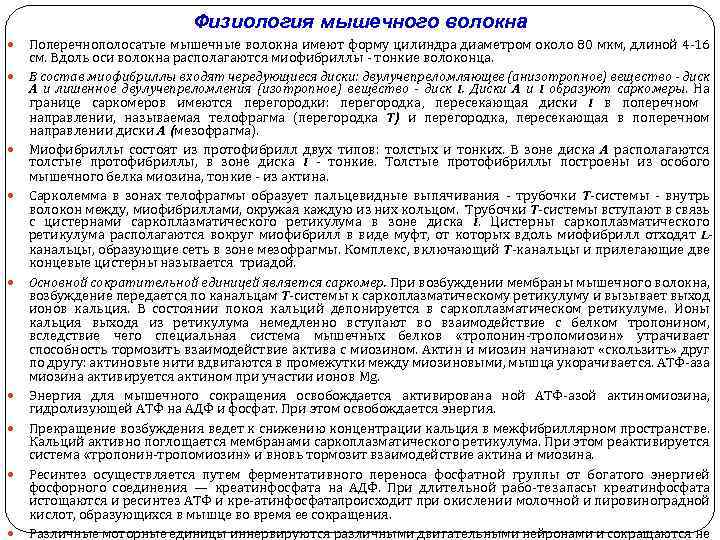 Физиология мышечного волокна Поперечнополосатые мышечные волокна имеют форму цилиндра диаметром около 80 мкм, длиной