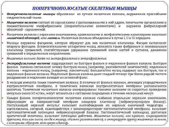 ПОПЕРЕЧНОПОЛОСАТЫЕ СКЕЛЕТНЫЕ МЫШЦЫ Поперечнополосатые мышцы образованы из пучков мышечных волокон, окруженных прослойками соединительной ткани.