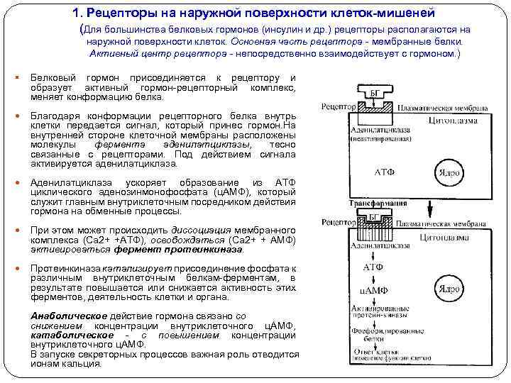 1. Рецепторы на наружной поверхности клеток-мишеней (Для большинства белковых гормонов (инсулин и др. )