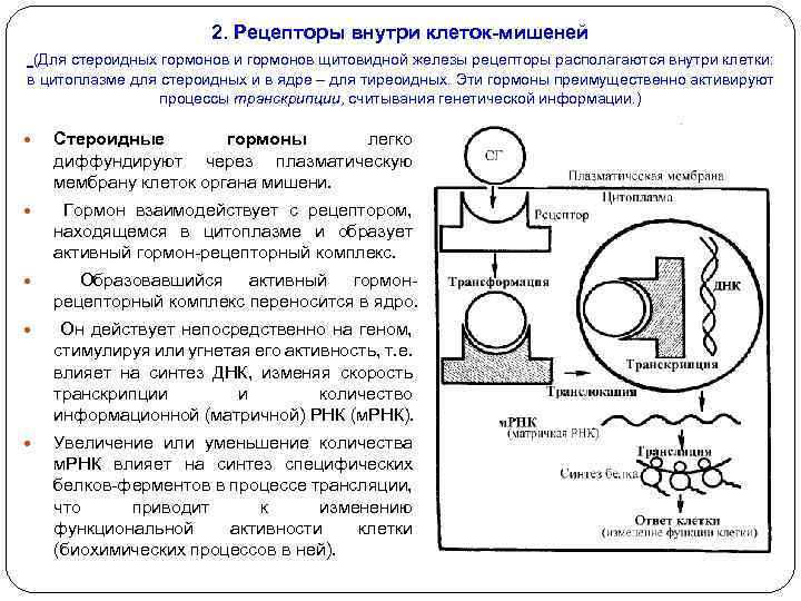 2. Рецепторы внутри клеток-мишеней (Для стероидных гормонов и гормонов щитовидной железы рецепторы располагаются внутри