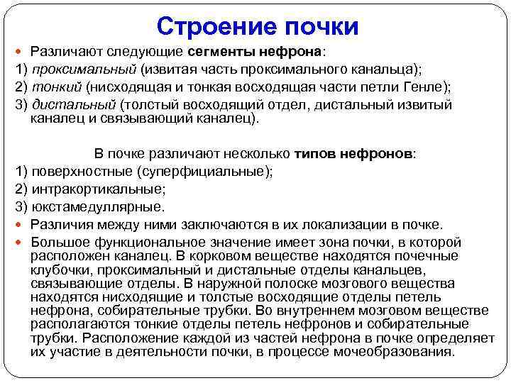 Строение почки Различают следующие сегменты нефрона: 1) проксимальный (извитая часть проксимального канальца); 2) тонкий