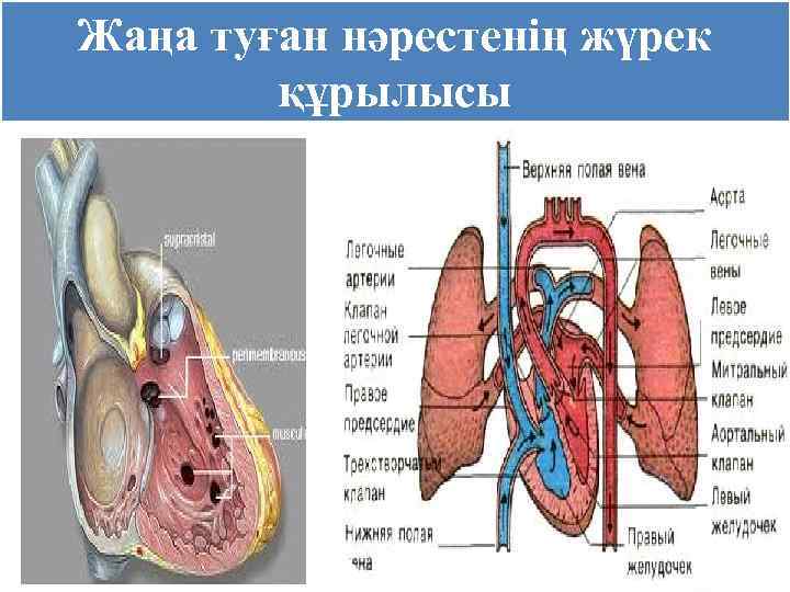 Жаңа туған нәрестенің жүрек құрылысы 