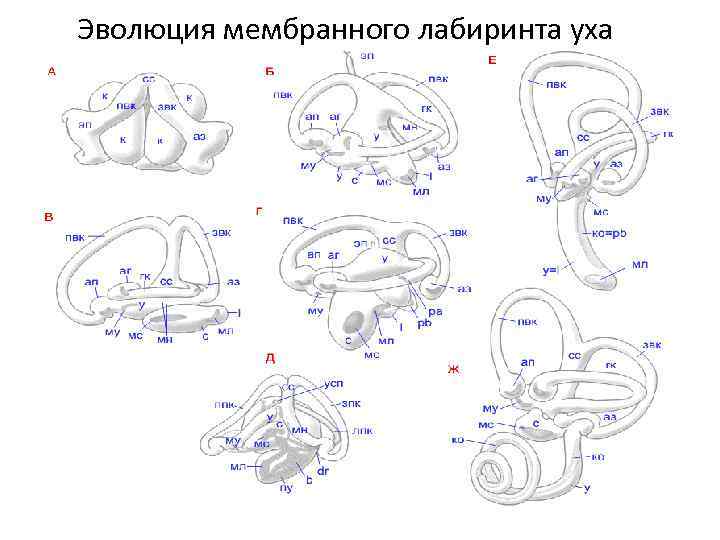 Эволюция мембранного лабиринта уха 