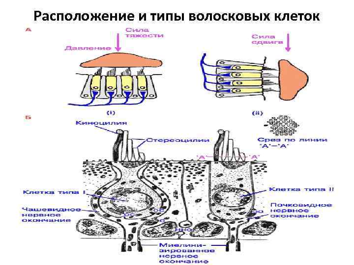 Расположение и типы волосковых клеток 