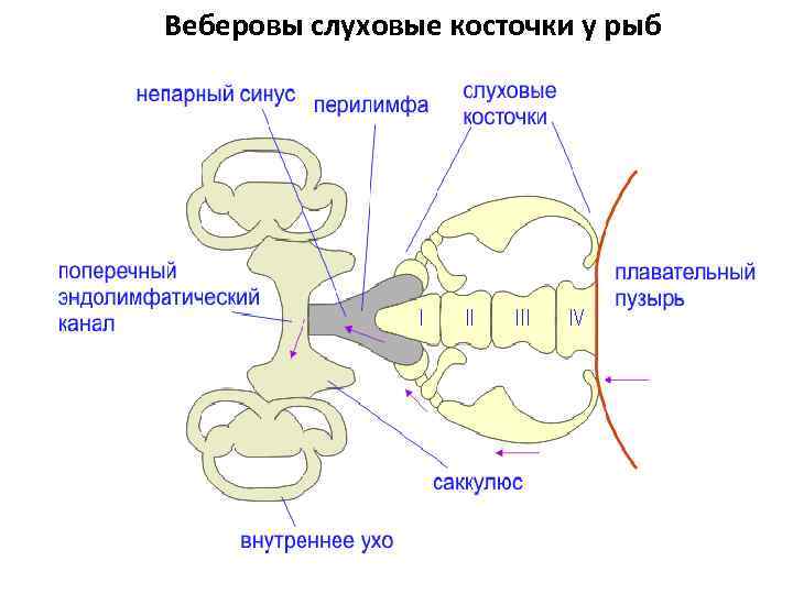 Веберовы слуховые косточки у рыб 