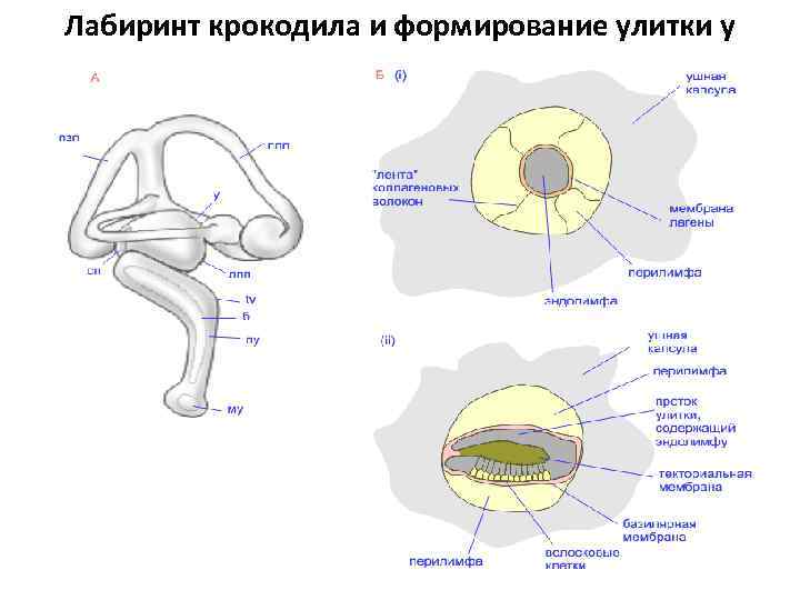 Лабиринт крокодила и формирование улитки у пресмыкающихся 