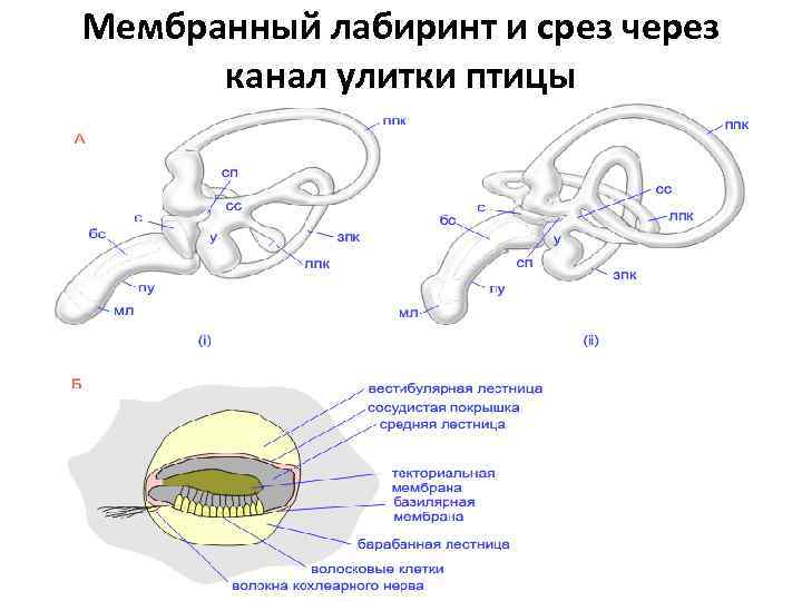 Мембранный лабиринт и срез через канал улитки птицы 