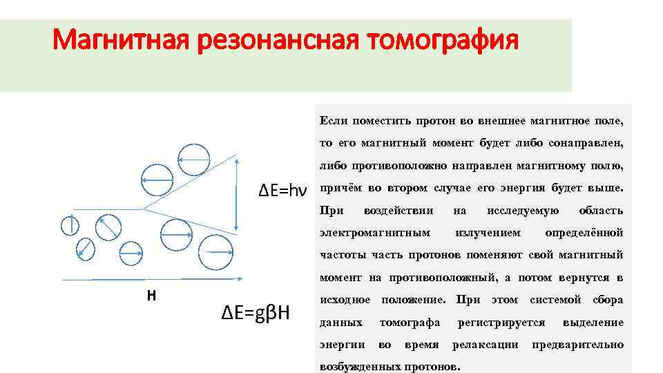 Магнитная резонансная томография Если поместить протон во внешнее магнитное поле, то его магнитный момент