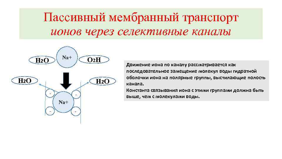 Пассивный мембранный транспорт ионов через селективные каналы Na+ H 2 O O 2 H