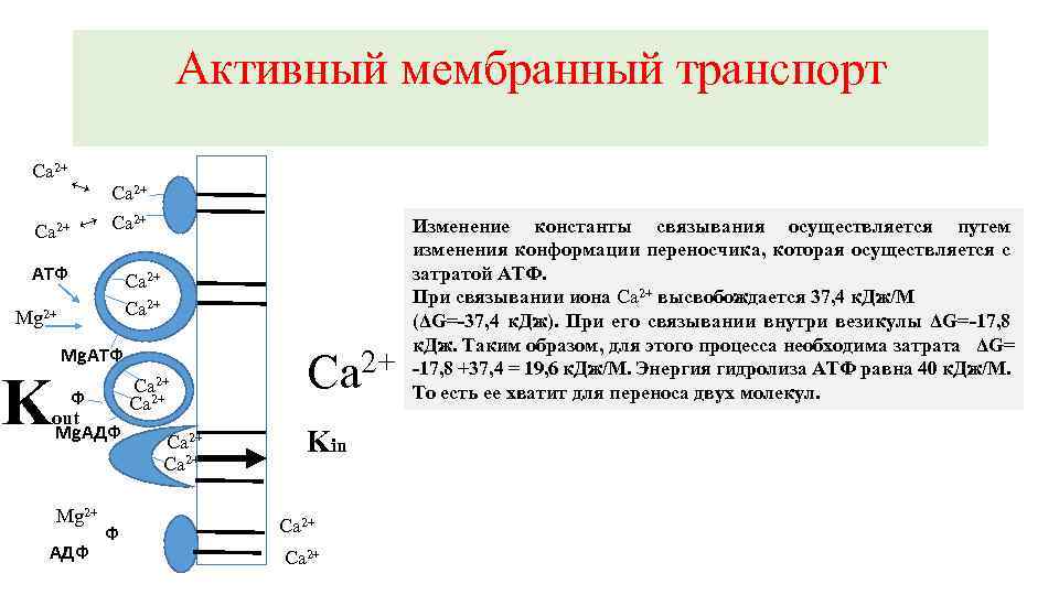 Транспорт атф