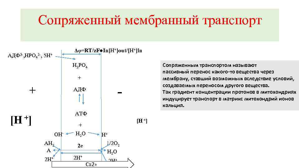 Сопряженный мембранный транспорт Δφ=RT/z. F●In[Н+]out/[Н+]in АДФ 3 -, НРО 42 -, 5 Н+ Сопряженным