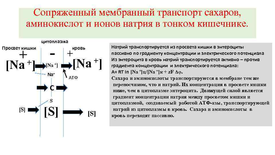 Сопряженный мембранный транспорт сахаров, аминокислот и ионов натрия в тонком кишечнике. цитоплазма Просвет кишки