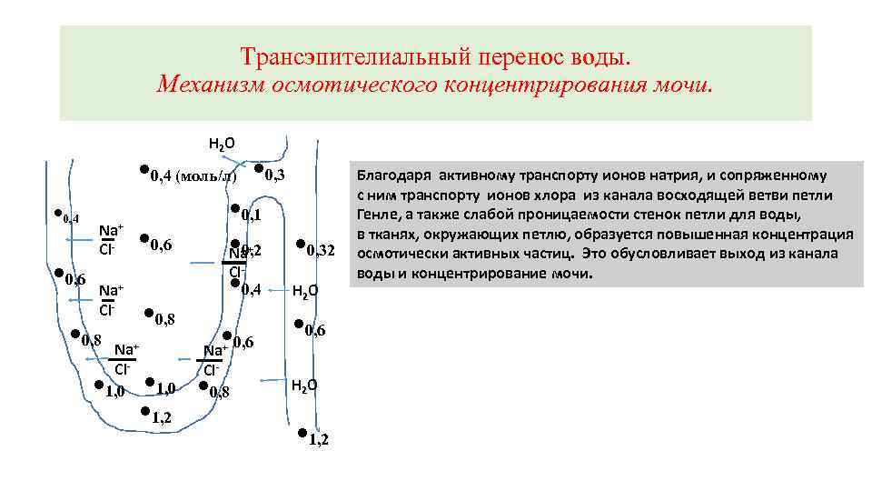 Трансэпителиальный перенос воды. Механизм осмотического концентрирования мочи. H 2 O • 0, 4 (моль/л)