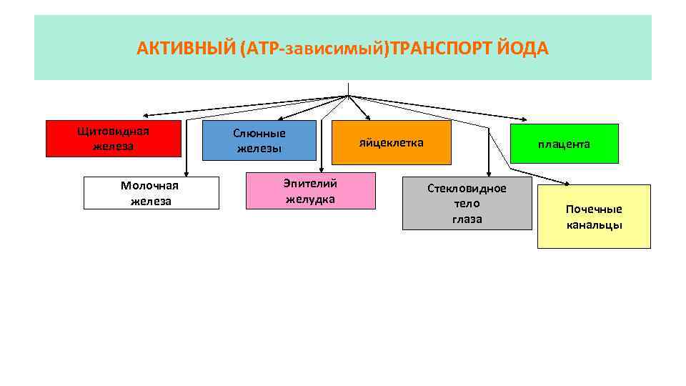 АКТИВНЫЙ (АТР-зависимый)ТРАНСПОРТ ЙОДА Щитовидная железа Молочная железа Слюнные железы Эпителий желудка яйцеклетка плацента Стекловидное