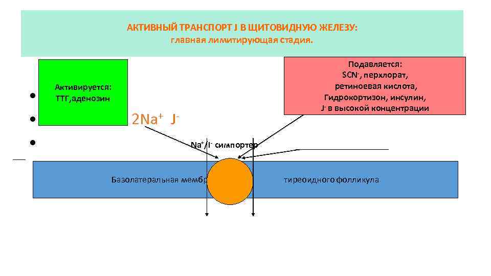 АКТИВНЫЙ ТРАНСПОРТ J В ЩИТОВИДНУЮ ЖЕЛЕЗУ: главная лимитирующая стадия. Подавляется: SCN-, перхлорат, ретиноевая кислота,
