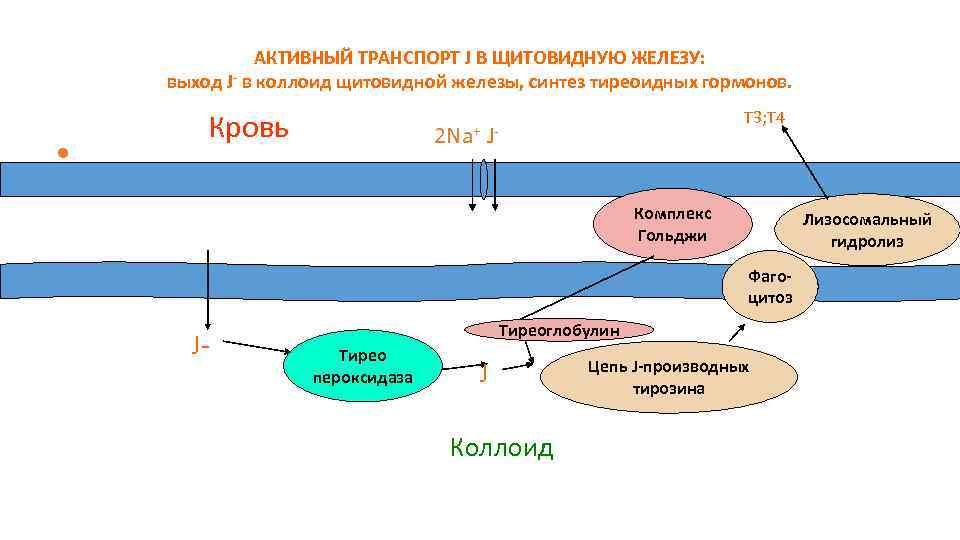 АКТИВНЫЙ ТРАНСПОРТ J В ЩИТОВИДНУЮ ЖЕЛЕЗУ: выход J- в коллоид щитовидной железы, синтез тиреоидных