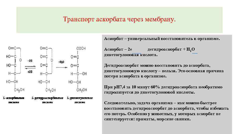 Транспорт аскорбата через мембрану. Аскорбат – универсальный восстановитель в организме. Аскорбат – 2 е