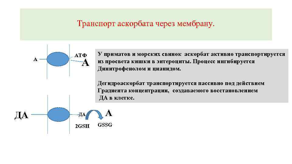 Транспорт аскорбата через мембрану. А АТФ А У приматов и морских свинок аскорбат активно