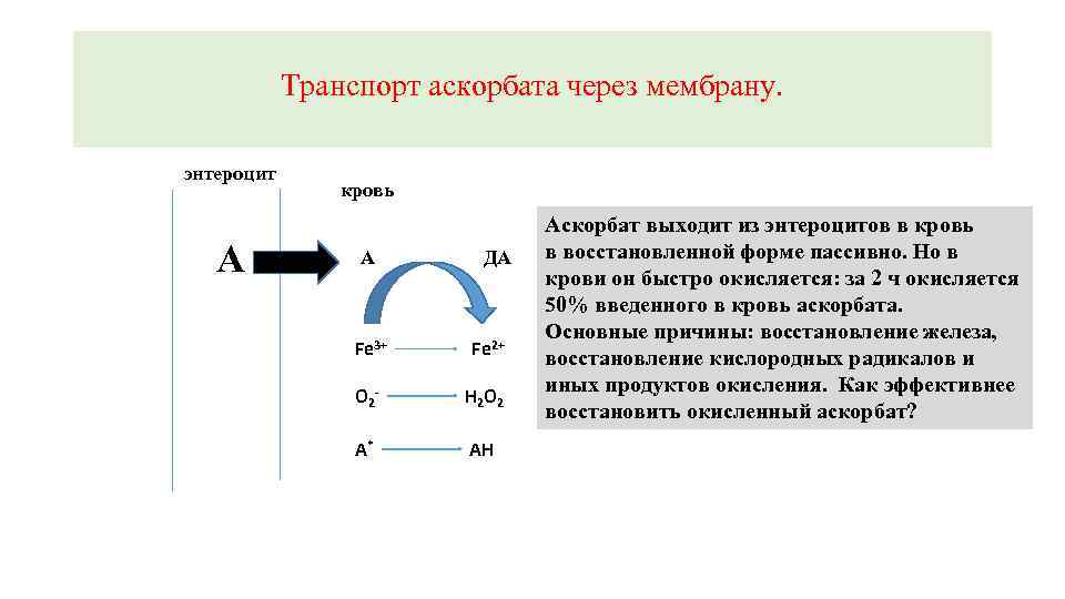 Транспорт аскорбата через мембрану. энтероцит А кровь А ДА Fe 3+ Fe 2+ O