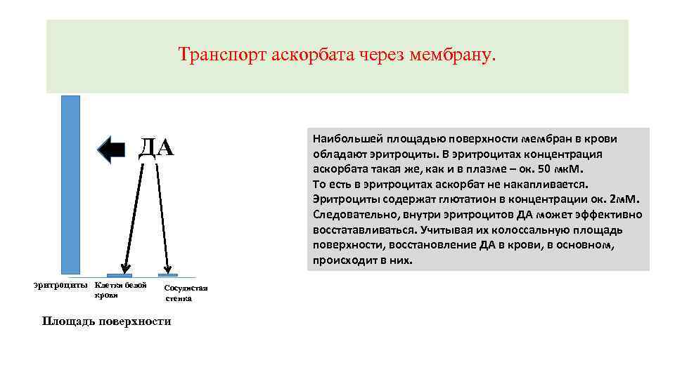 Транспорт аскорбата через мембрану. ДА эритроциты Клетки белой крови Сосудистая стенка Площадь поверхности Наибольшей