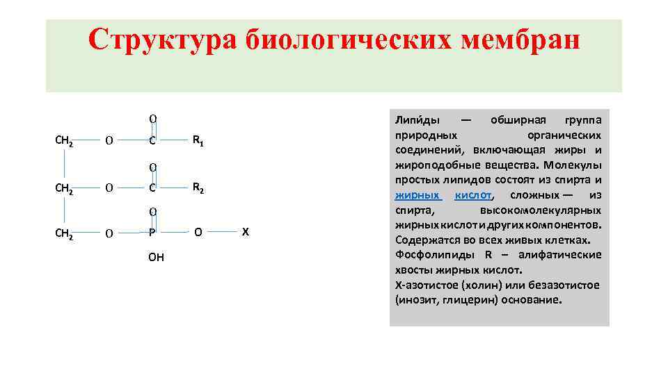 Структура биологических мембран O CH 2 O C R 1 O CH 2 O