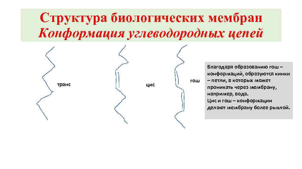 Структура биологических мембран Конформация углеводородных цепей транс цис гош Благодаря образованию гош – конформаций,