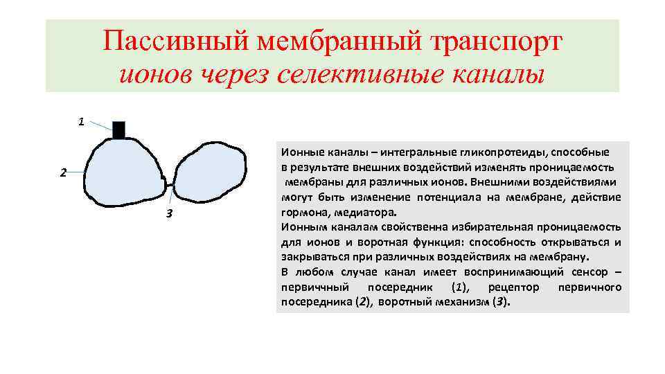 Пассивный мембранный транспорт ионов через селективные каналы 1 2 3 Ионные каналы – интегральные