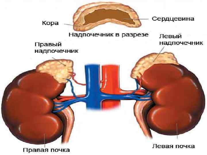 Аддисон сырқаты – пайда болу үшін бүйрек үсті безінің 9/10 бөлігі істен шығуы керек.