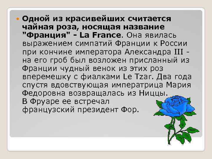  Одной из красивейших считается чайная роза, носящая название 