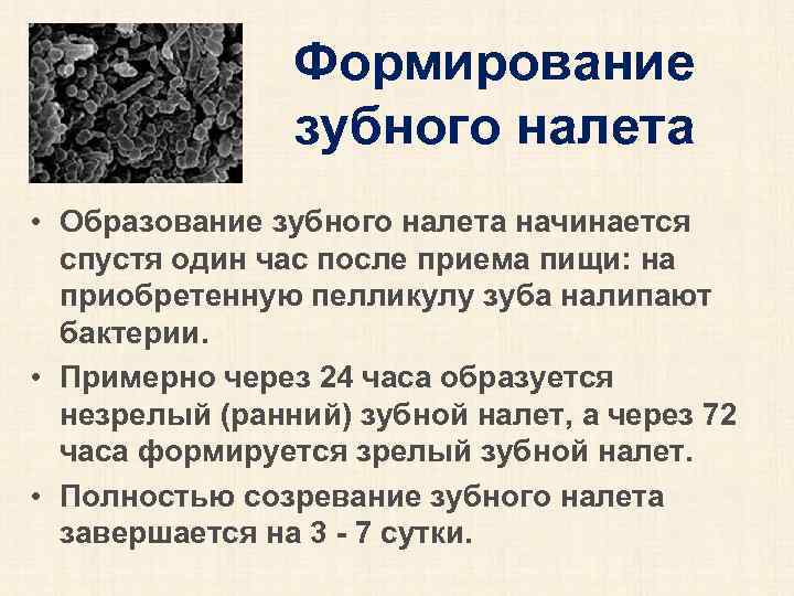 Формирование зубного налета • Образование зубного налета начинается спустя один час после приема пищи: