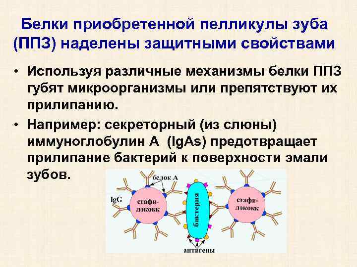 Белки приобретенной пелликулы зуба (ППЗ) наделены защитными свойствами • Используя различные механизмы белки ППЗ