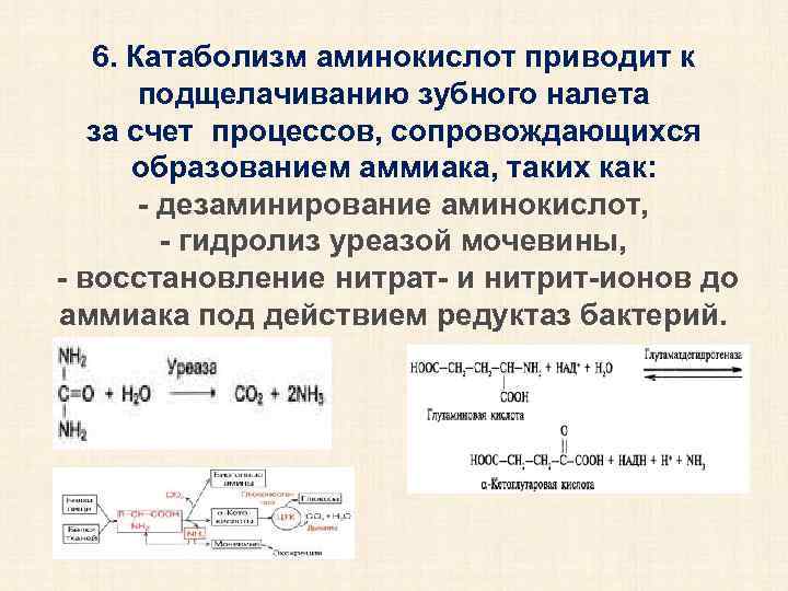 6. Катаболизм аминокислот приводит к подщелачиванию зубного налета за счет процессов, сопровождающихся образованием аммиака,