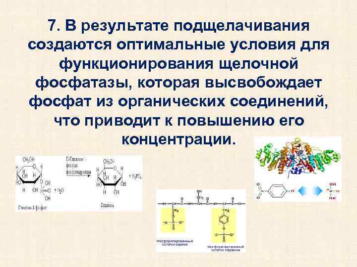 7. В результате подщелачивания создаются оптимальные условия для функционирования щелочной фосфатазы, которая высвобождает фосфат