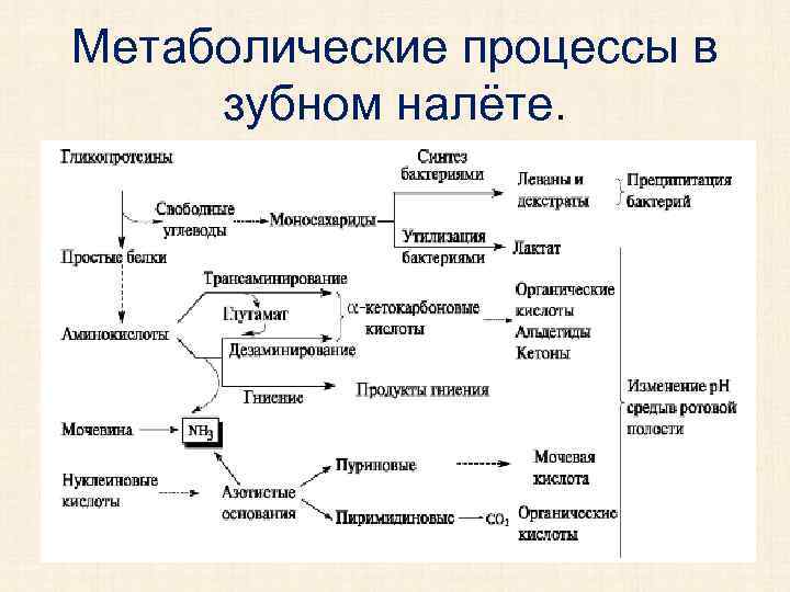 Метаболические процессы в зубном налёте. 