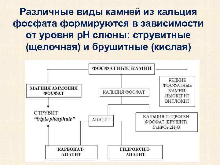 Различные виды камней из кальция фосфата формируются в зависимости от уровня р. H слюны: