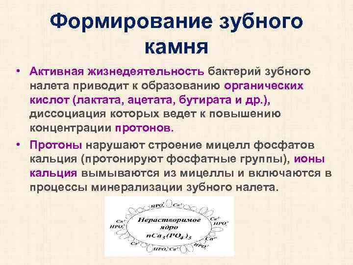 Формирование зубного камня • Активная жизнедеятельность бактерий зубного налета приводит к образованию органических кислот