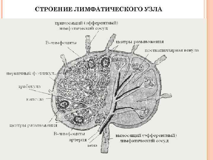 СТРОЕНИЕ ЛИМФАТИЧЕСКОГО УЗЛА 